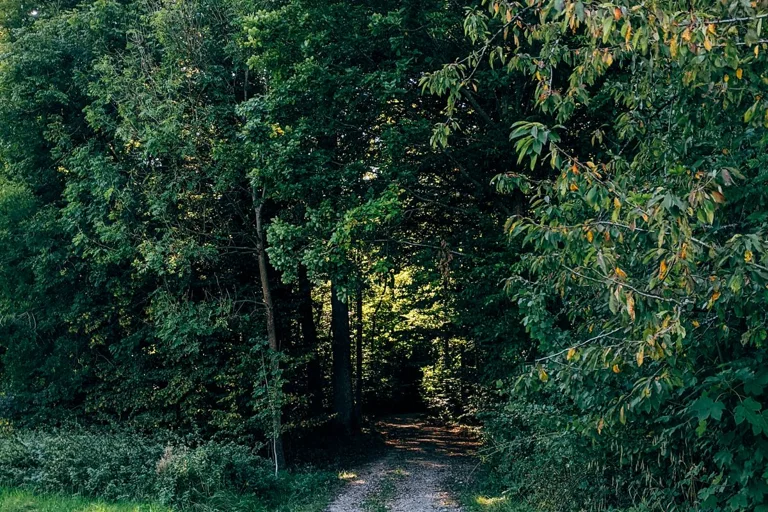 A quiet path through green woodland