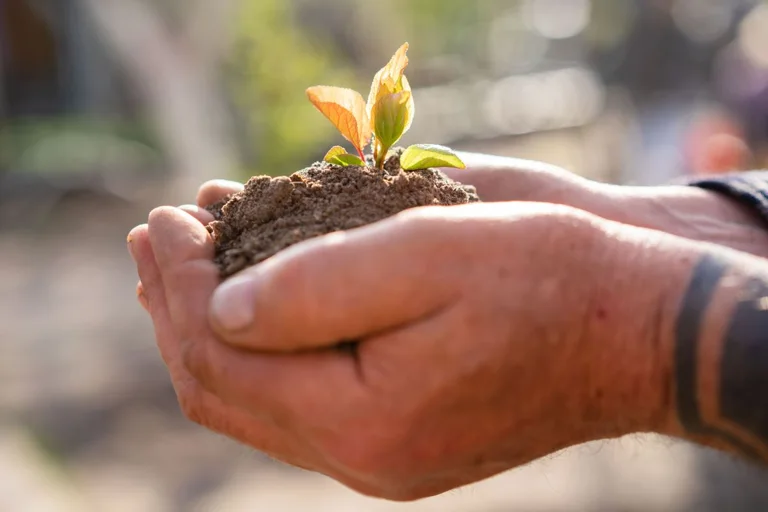 Hands gently holding soil and a young seedling