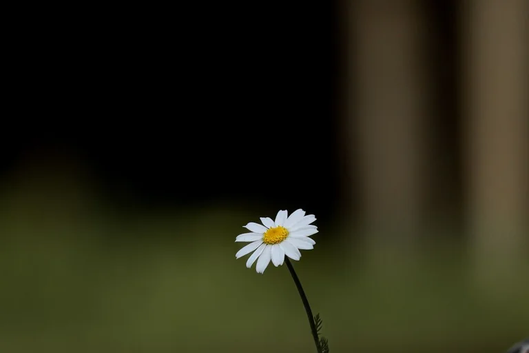 A white daisy growing among stones